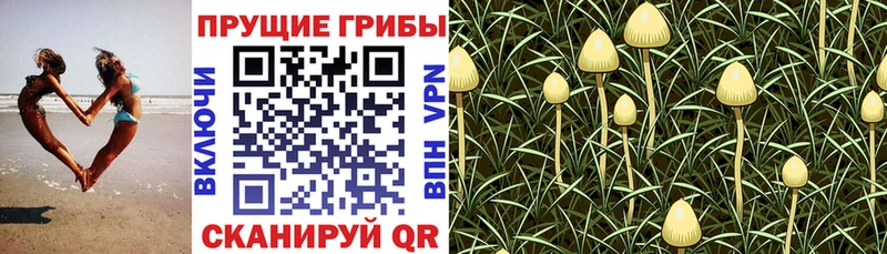 Галлюциногенные грибы Psilocybe  Купить  Новопавловск 